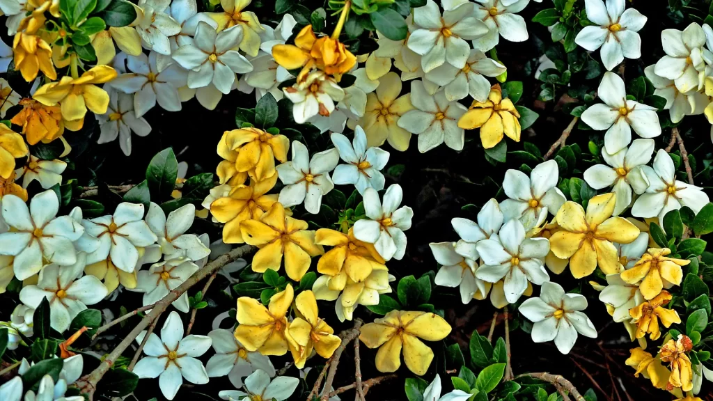 type flowers