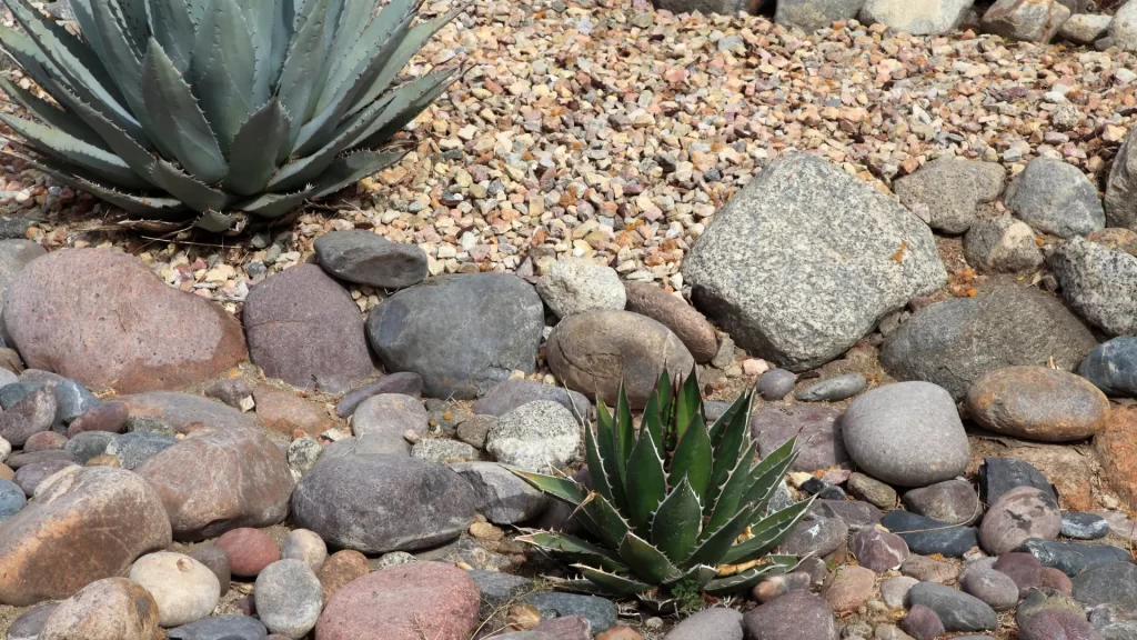 xeriscaping backyard