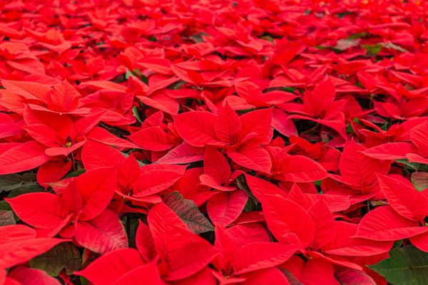Beautiful bright red poinsetta plants ready for the holiday season.